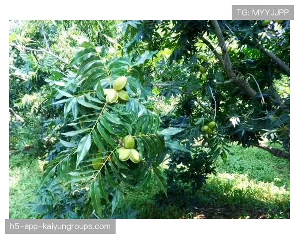 商务部对美墨碧根果启动反倾销调查，墨西哥碧根果